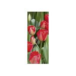 Banner Aileen 75x180cm