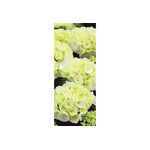 Banner Danielle 75x180cm