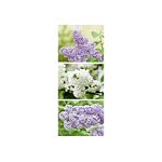 Banner Emily 75x180cm