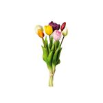 Tulpenbund