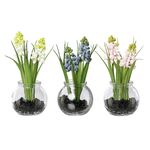 Muscari mit Gras im Glas