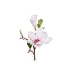 Magnolienzweig