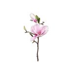 Magnolienzweig