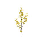 Forsythie