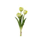 Tulpenbund 3 Stück