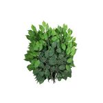 EUROPALMS Ficuszweig Benjamina, künstlich, 12x