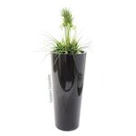 EUROPALMS LEICHTSIN ELEGANCE-110, schwarz, glänzend