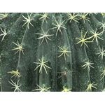 EUROPALMS Kugelkaktus, Kunstpflanze, 34cm