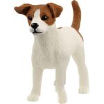 Jack Russell Terrier