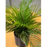 EUROPALMS Goldfruchtpalme, Kunstpflanze, 46 cm