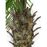 EUROPALMS Phönixpalme luxor, Kunstpflanze, 150cm