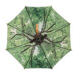 Regenschirm Baumkrone