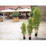 EUROPALMS Bambus deluxe, Kunstpflanze, 180cm