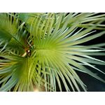 EUROPALMS Fächerpalme, Kunstpflanze, 55cm