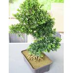 EUROPALMS Buchsbonsai, Kunstpflanze, 61 cm
