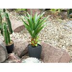 EUROPALMS Agave im Topf, Kunstpflanze, 75cm