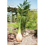 EUROPALMS Phönix Palme, Kunstpflanze, 240cm