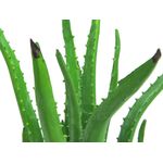 EUROPALMS Aloe-Vera-Pflanze, Kunstpflanze, 63cm