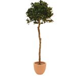 EUROPALMS Lorbeerkugelbaum, Kunstpflanze, 180cm