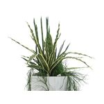 EUROPALMS Designübertopf LAMELLA-140, weiß