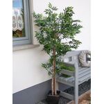 EUROPALMS Ficus Longifolia, Kunstpflanze, 165cm