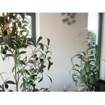 EUROPALMS Olivenbäumchen, Kunstpflanze, 90 cm