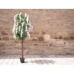 EUROPALMS Goldregenbaum, Kunstpflanze, weiß, 180cm
