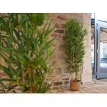 EUROPALMS Bambus deluxe, Kunstpflanze, 120cm
