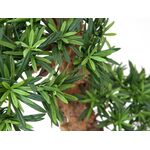 EUROPALMS Bonsai-Palmenbaum, Kunstpflanze, 180cm