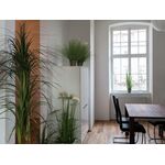 EUROPALMS Orchideenzweig, künstlich, creme-weiß, 100cm