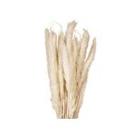 JOLIPA Pampasgras Halm Bündel, getrocknet, natur, 75cm