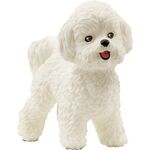 Bichon Frisé