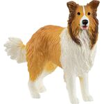 Collie