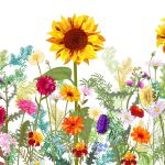FASANA  Lunch Serviette Wild Sunflower - 12 VPE
