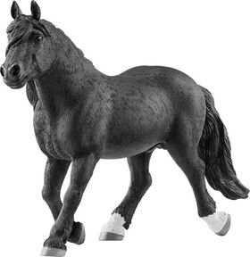 Noriker Hengst