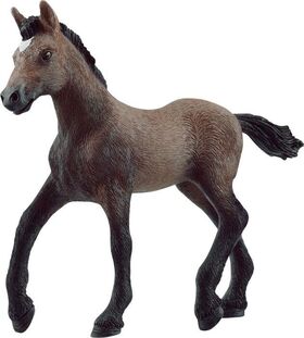 Paso Peruano Fohlen