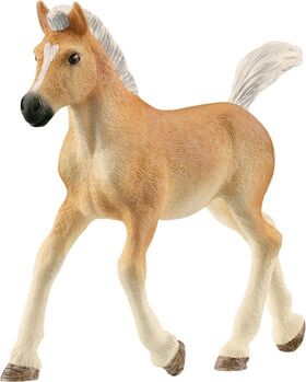 Haflinger Fohlen
