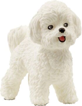 Bichon Frisé