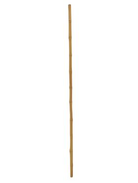 EUROPALMS Bambusrohr, Ø=3cm, 200cm