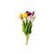 Tulpenbund
