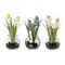 Muscari mit Gras im Glas