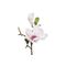 Magnolienzweig