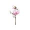 Magnolienzweig