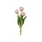 Tulpenbund 3 Stück