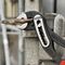 Wasserpumpenzange Alligator® L.300mm Spann-W.60mm pol.Ku.-Überzug KNIPEX