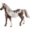 HC Paint Horse Wallach