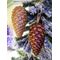 EUROPALMS Tannenzapfenhänger, glitzer, kupfer, 23cm
