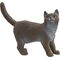 Britische Kurzhaar Katze