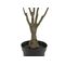 EUROPALMS Dracena, künstlich, grün-rot,  90cm