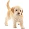 Golden Retriever Welpe